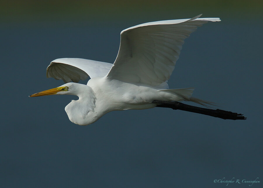 Great Egret in Fight, Fiorenza Park, Houston, Texas