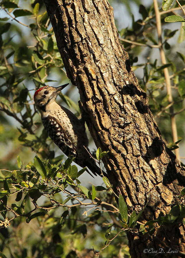 Ladder-backed Woodpecker, Santa Ana National Wildlife Refuge, South Texas