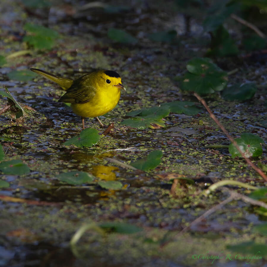 Male Wilson's Warbler, Pilant Lake, Brazos Bend State Park, Texas