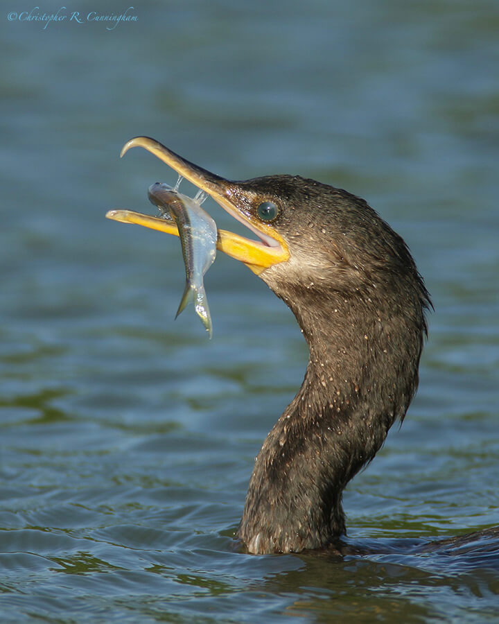 Neotropic Cormorant wit hShad, the bridge, Fiorenza Park, Houston, Texas