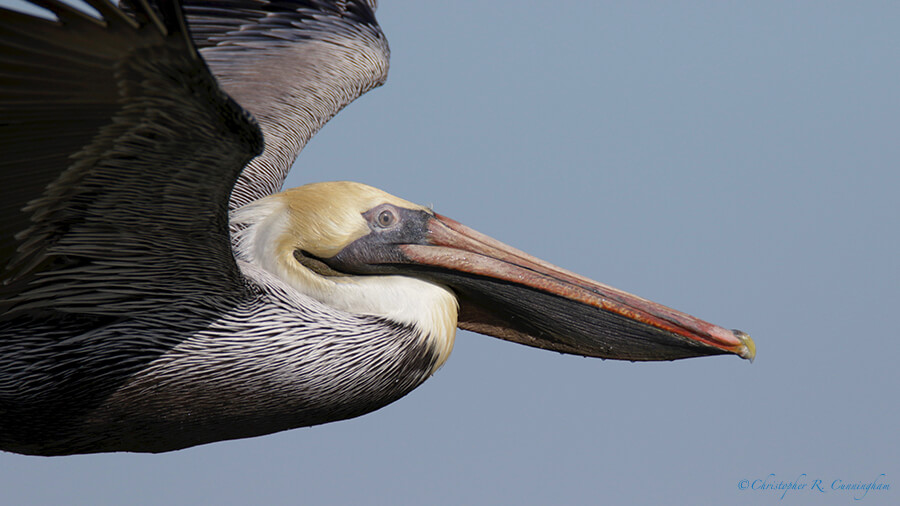 Portrait: Brown Pelican in Flight, East Beach, Galveston Island, Texas
