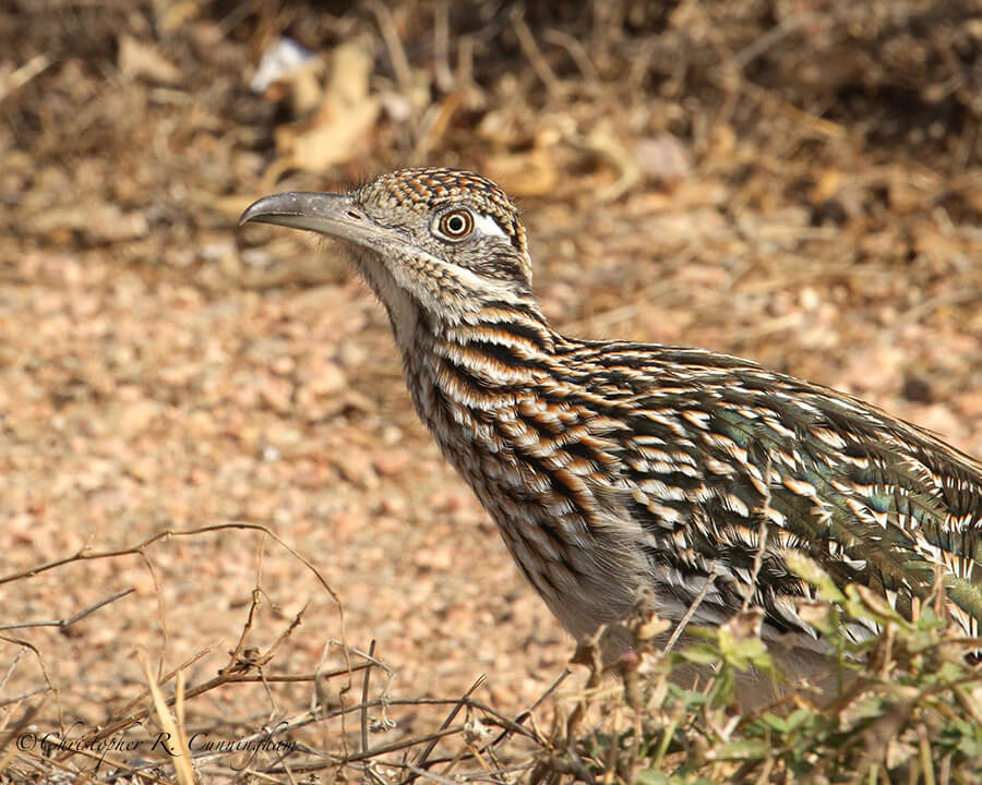 Greater Roadrunner, World Birding Center, Edinburg, Texas