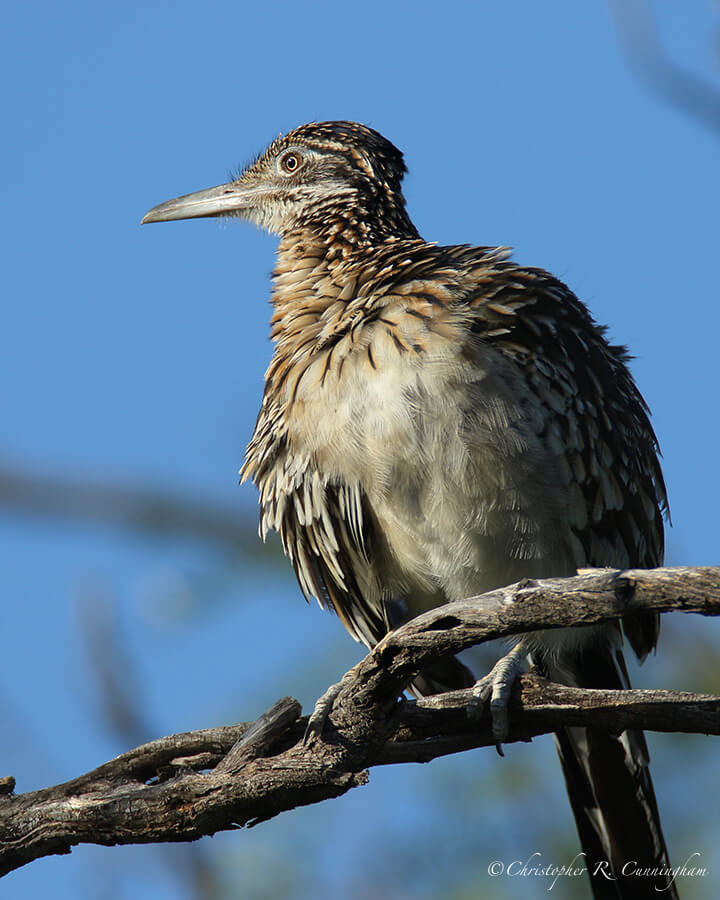 Greater Roadrunner in Tree, Big Bend National Park, West Texas