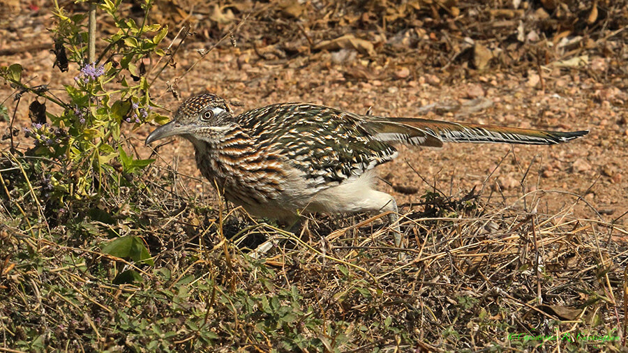 Greater Roadrunner, World Birding Center, Edinburg, Texas