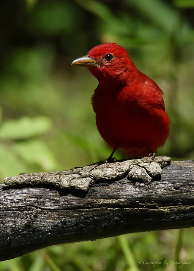 Summer Tanager, Lafitte's Cove, Galveston Island, Texas