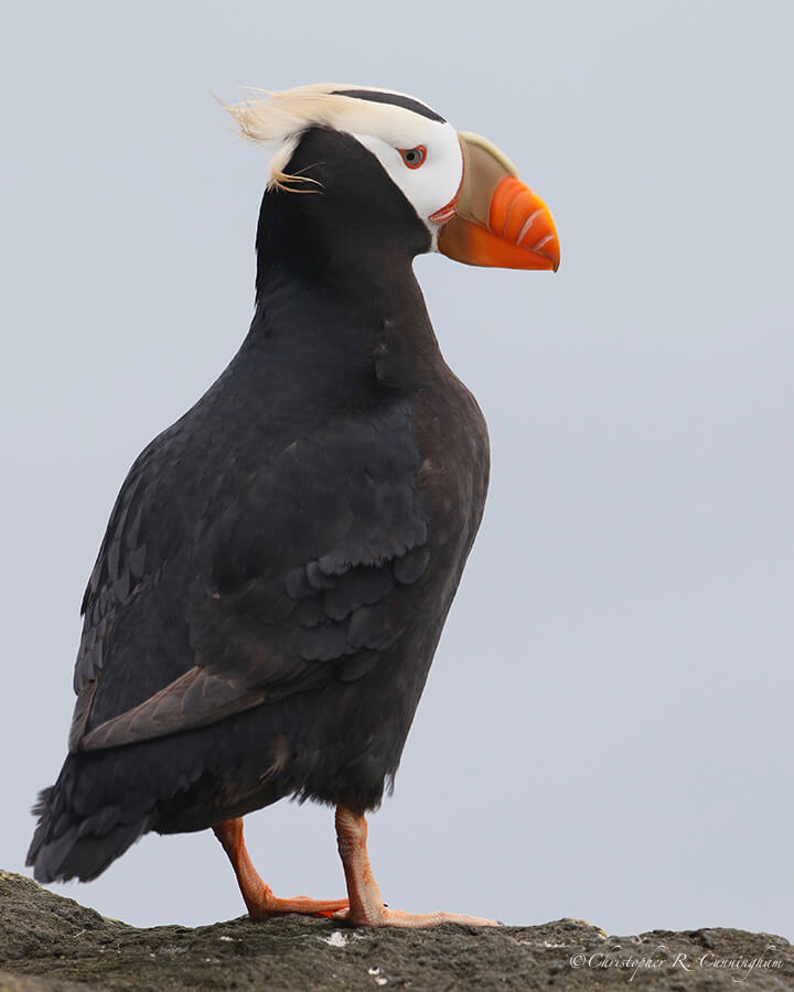 Tufted Puffin, St. Paul Island, Pribilof Islands, Alaska