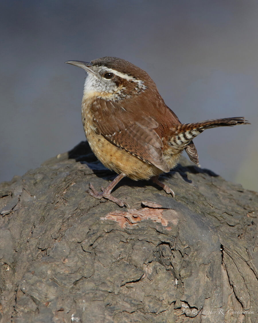 Carolina Wren with Attitude, Pilant Lake , Brazos Bend State Park, Texas