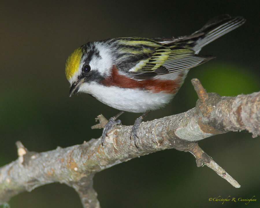 Chestnut-sided Warbler, Lafitte's Cove, Galveston Island, Texas