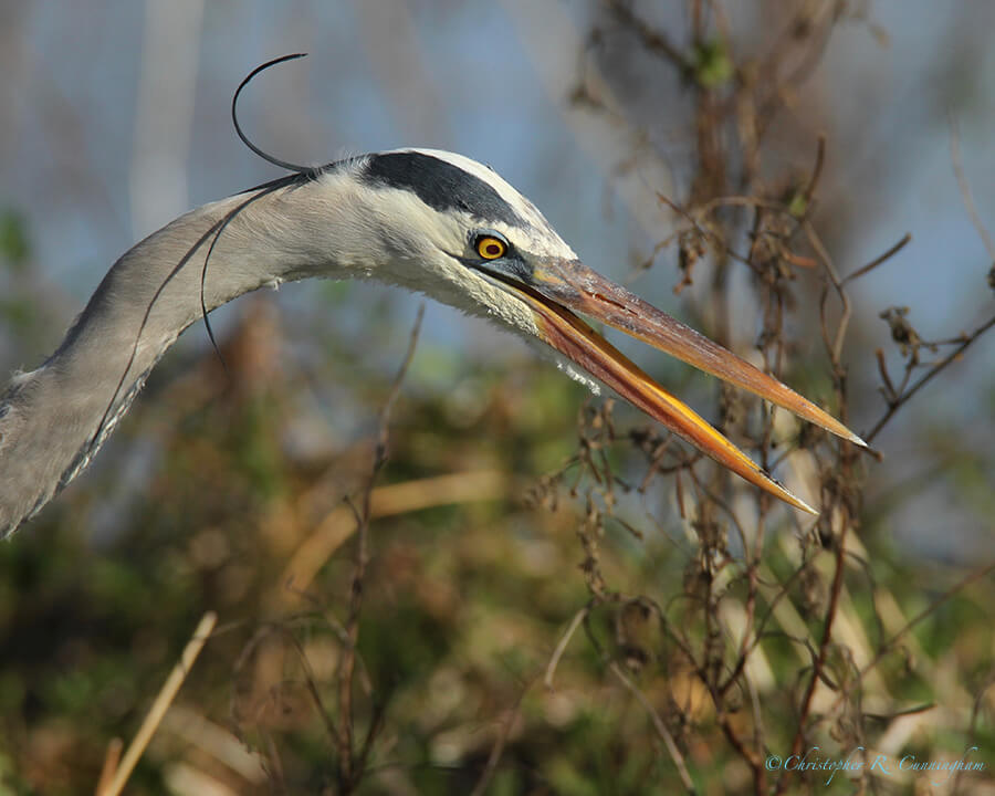 Gaping Great Blue Heron, Pilant Lake, Brazos Bend State Park, Texas