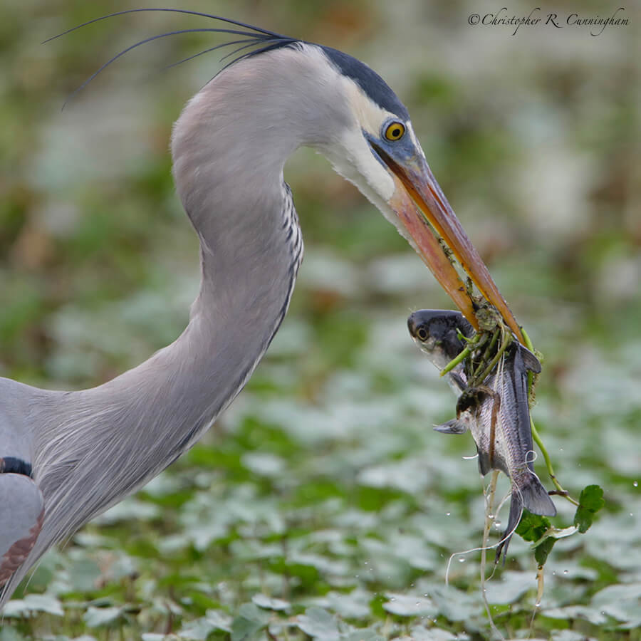 Great Blue Heron (Breeding) with Gizzard Shad, 40-acre Lake, Brazos Bend State Park, Texas