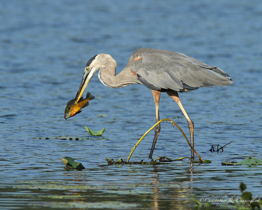 Great Blue Heron with Bluegill, 40-Acre Lake, Brazos Bend State Park, Texas