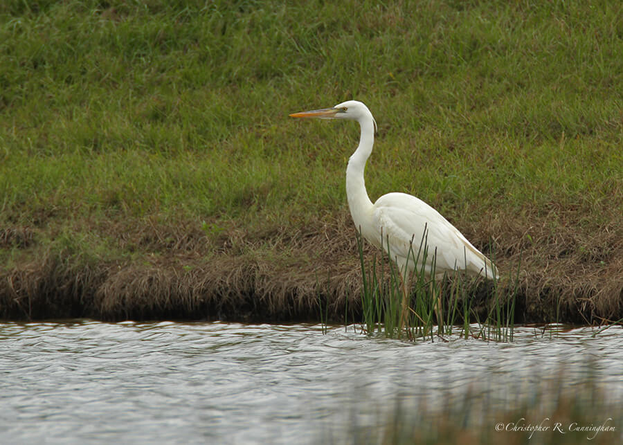 Great White Heron, near Sarasota, Forida