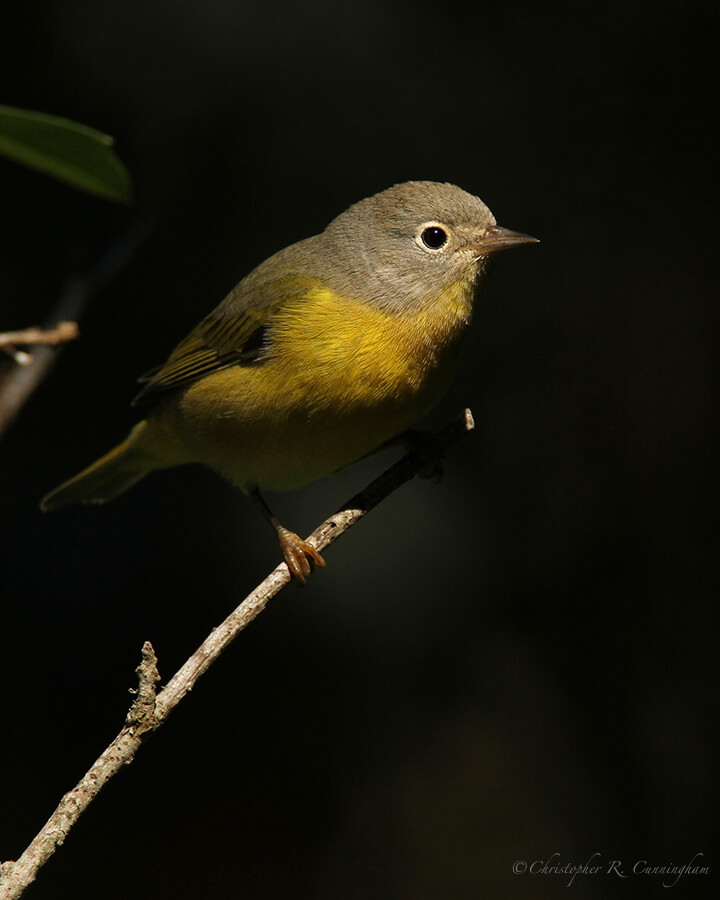 Nashville Warbler, Lafitte's Cove, Galveston Island, Texas