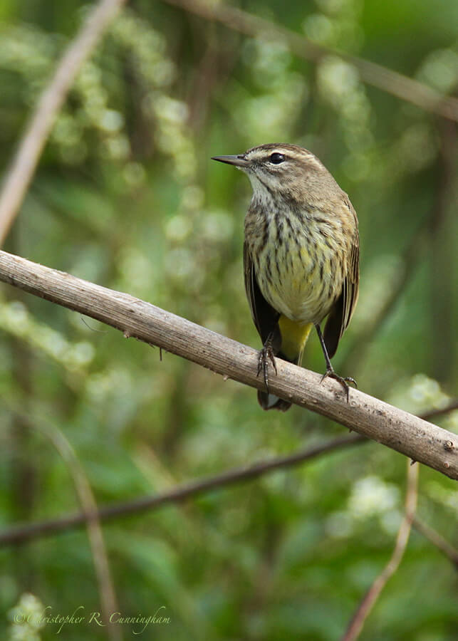 Palm Warbler, Myakka River State Park, Florida