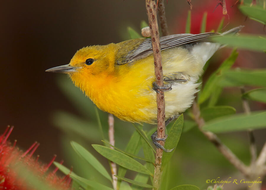 Prothonotary Warbler, Dauphin Island, Alabama