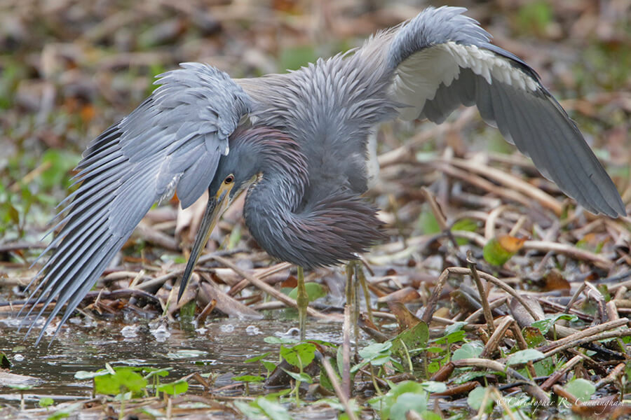 Tri-colored Heron Fishing, Pilant Slough, Brazos Bend State Park, Texas