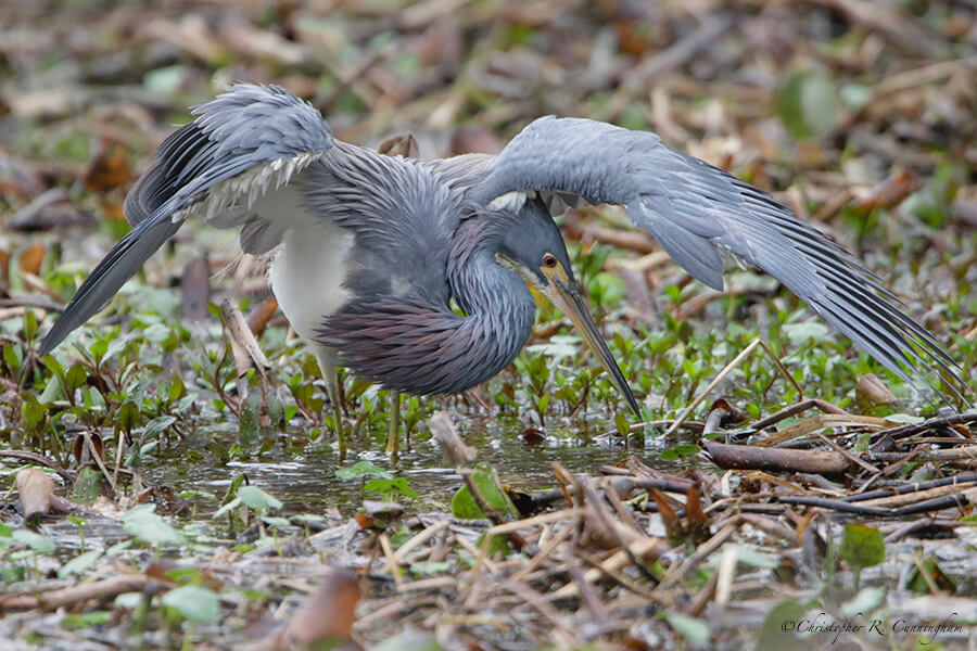 Tri-colored Heron Fishing 2, Pilant Slough, Brazos Bend State Park, Texas