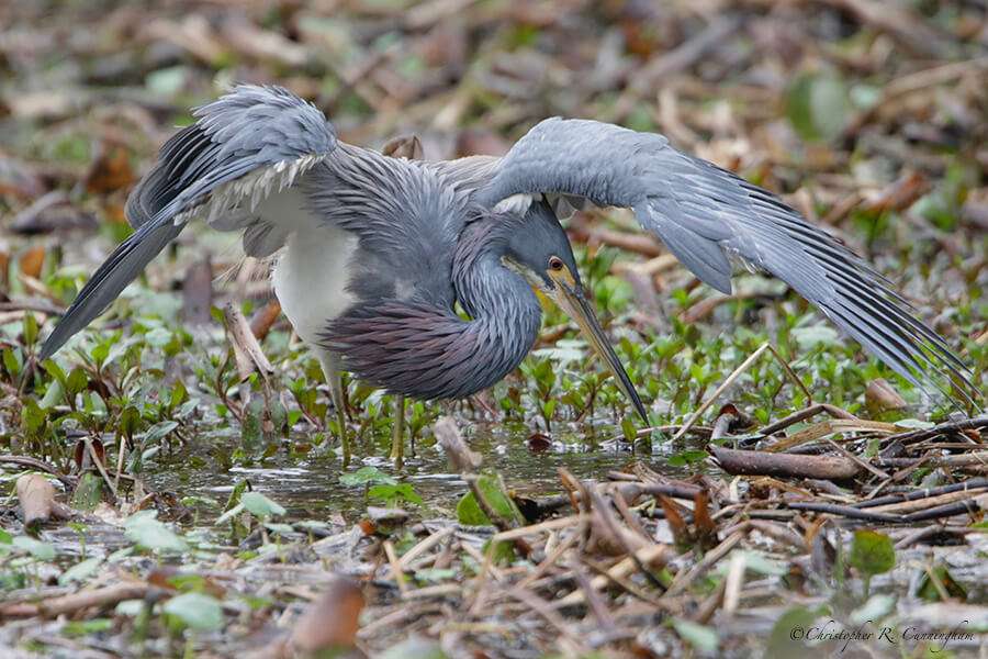Tri-colored Heron Fishing 2, Pilant Slough, Brazos Bend State Park, Texas
