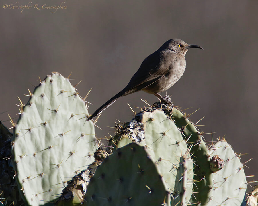 Curve-billed Thrasher, Cave Creek Canyon, Arizona