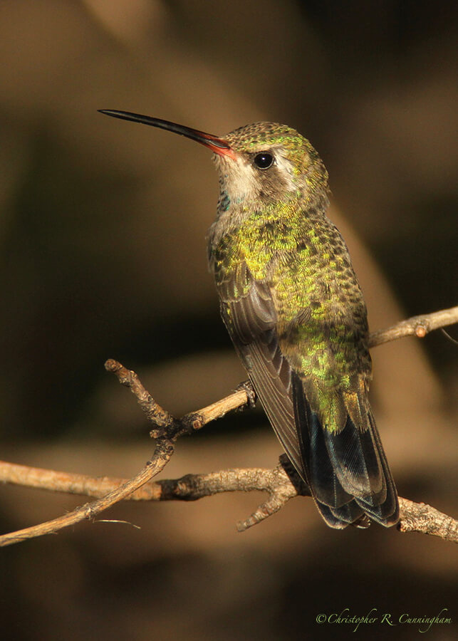 Female Broad-billed Hummingbird, Cave Creek Canyon, Arizona