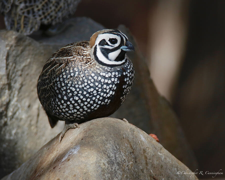 Male Montezuma Quail, Cave Creek Canyon Arizona