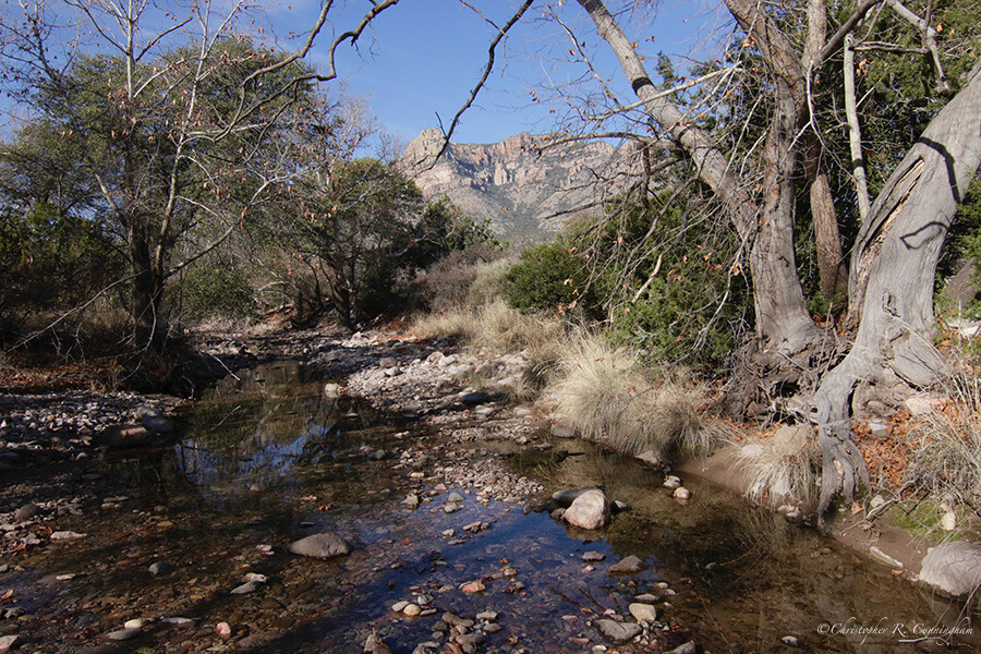 Riparian habitat, Cave Creek Canyon, Arizona