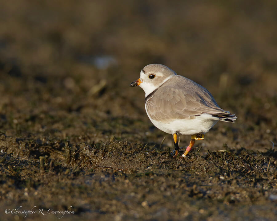 Banded Piping Plover, East Beach, Galveston Island, Texas