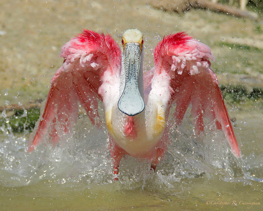 Bathing Roseate Spoonbill, Smith Oaks Rooker, High Island, Texas