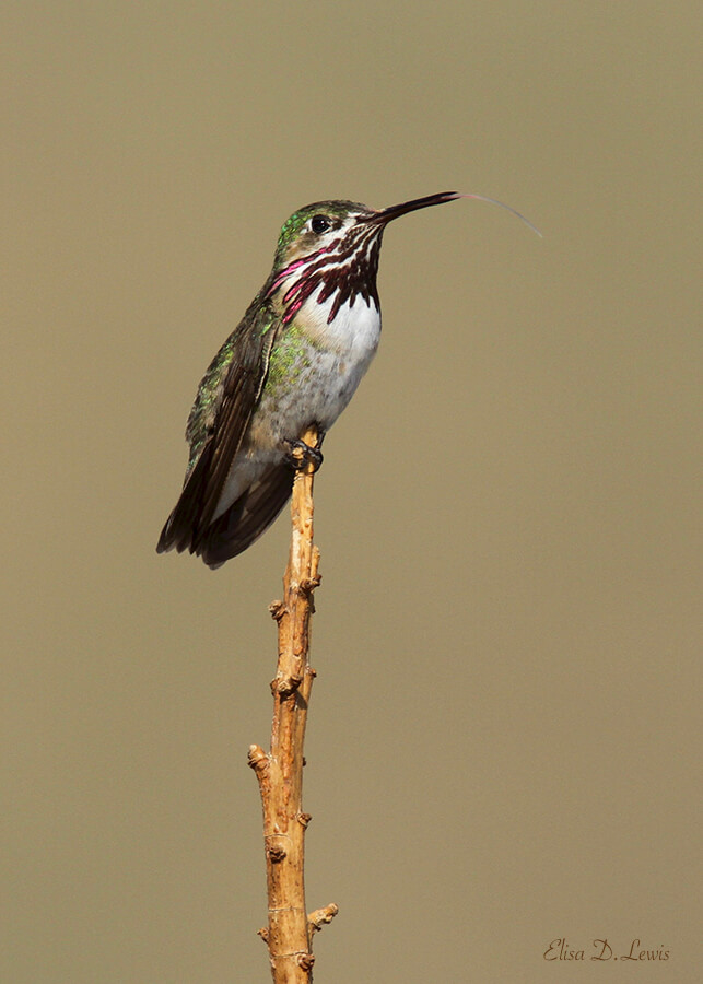 A Calliope Hummingbird Sticks out his Tongue, Franklin Mountains State park, West Texas. Canon EOS 7D/500mm f/4L IS (+1.4x TC). Natural light.