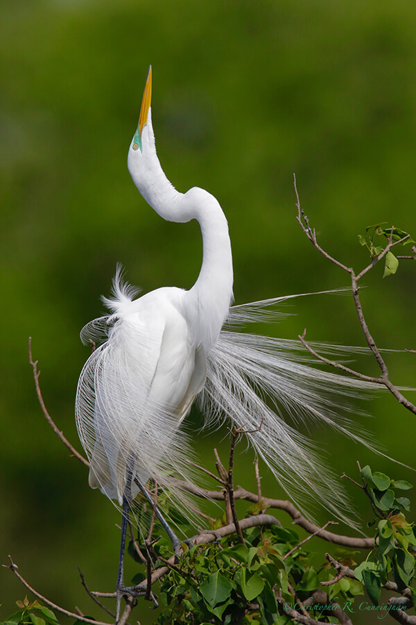 Great Egret in Full Breeding Glory, Smith Oaks Rookery, High Island, Texas