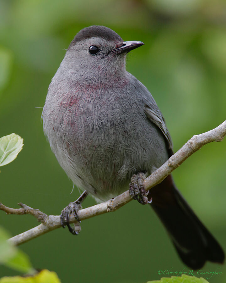 Gray Catbird, Lafitte's Cove, Galveston Island, Texas