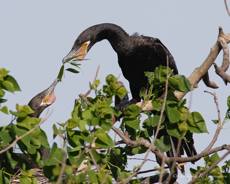 Neotropic Cormorant Leaf Presentation, Smith Oaks Rookery, High Island, Texas