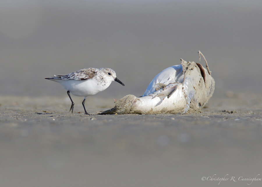 Sanderling with fish carcass, East Beach, Galveston Island, Texas