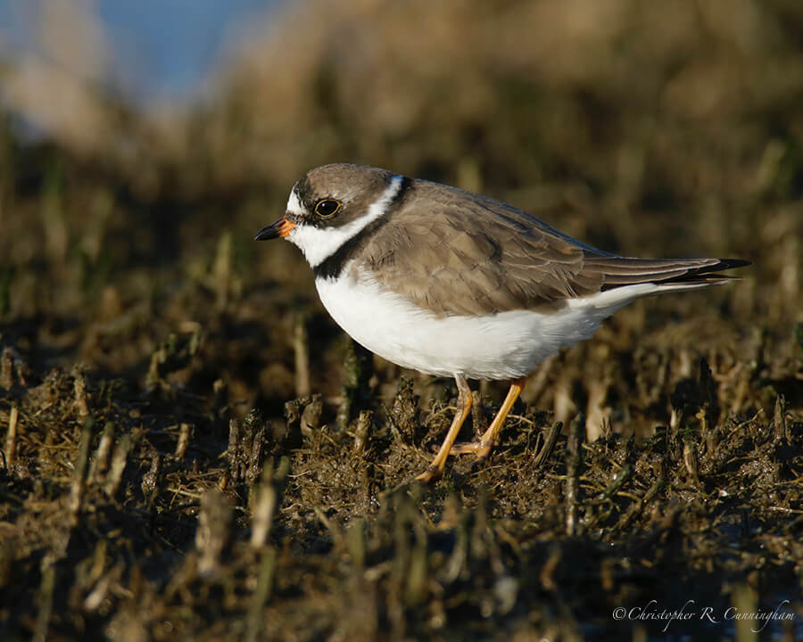 Semi-palmated Plover, East Beach, Galveston Island, Texas