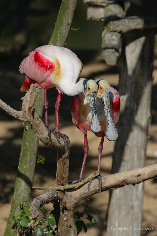 Two Heads are Better than One for the Contemplation of a Stick, Smith Oaks Rookery, High Island, Texas