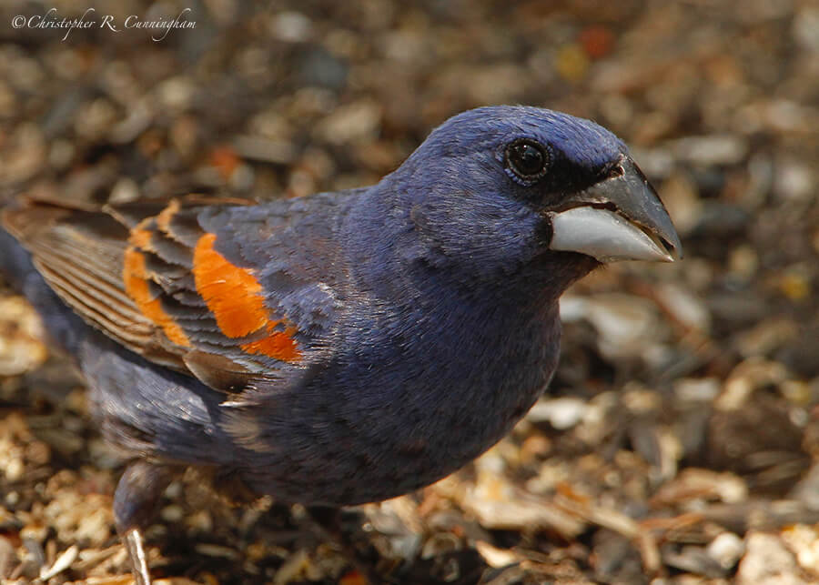 Portrait: Male Blue Grosbeak, Lost Maples State Natural Area, Texas