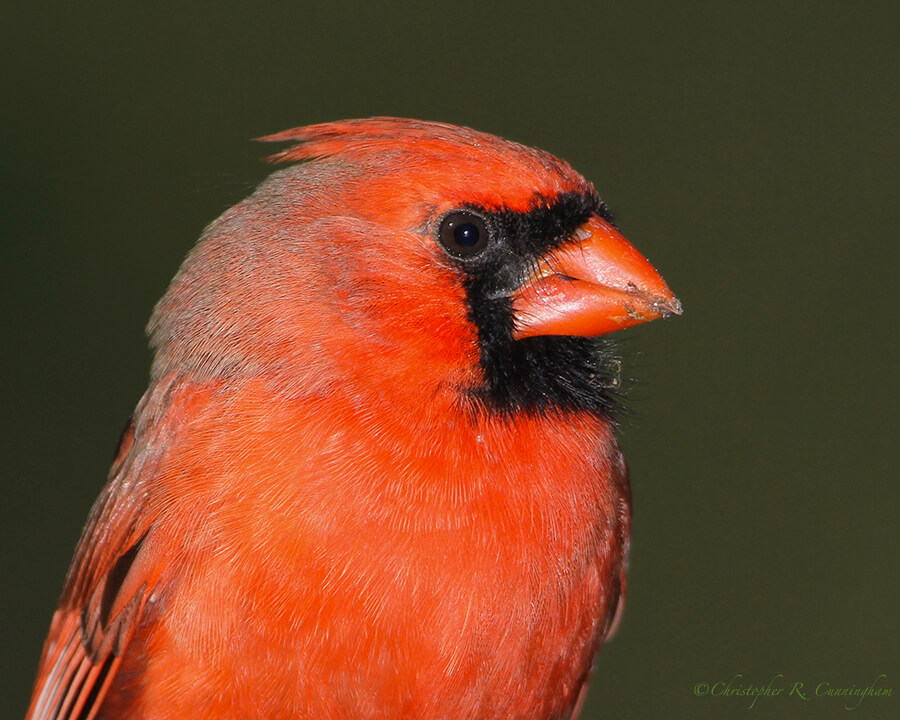 Portrait: Male Northern Cardinal, Edith L. Moore Nature Sanctuary, Houston, Texas