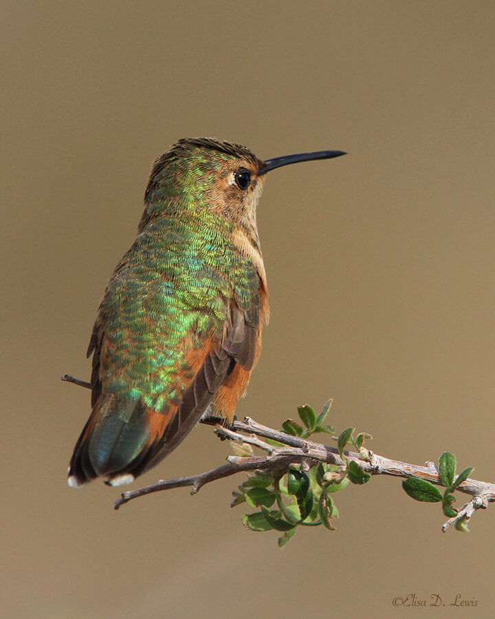 Female? Rufous Hummingbird, Franklin Mountains State Park, West Texas