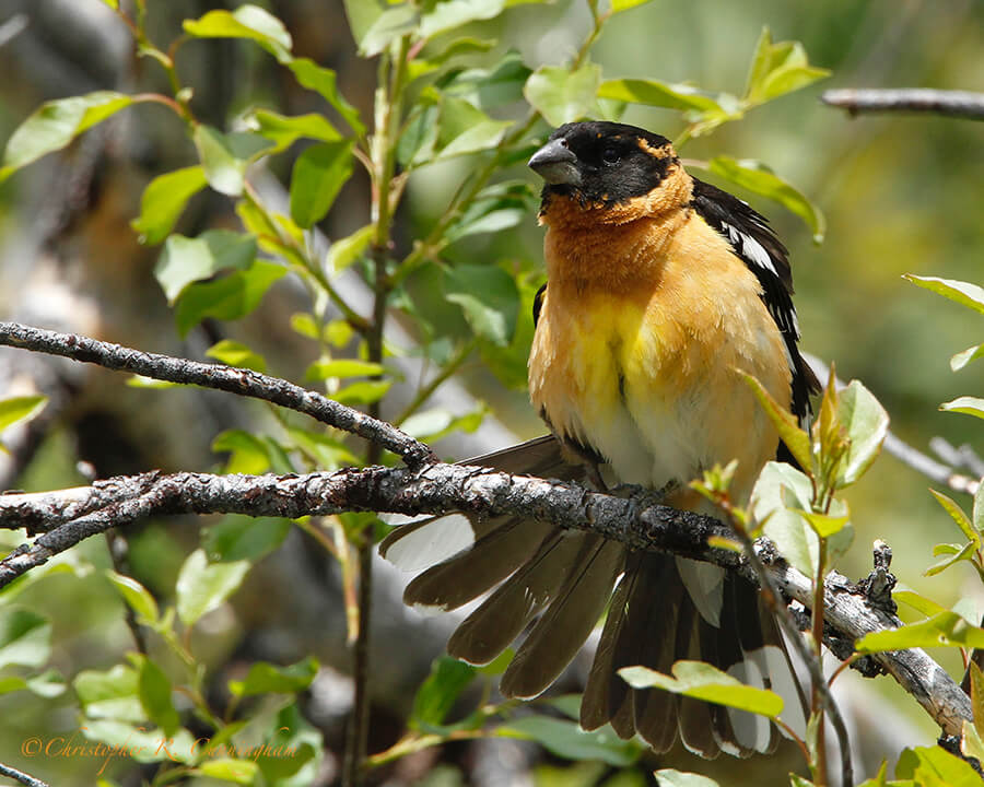 female, Laurance S. Rockefeller Preserve, Grand Teton National Park, Wyoming