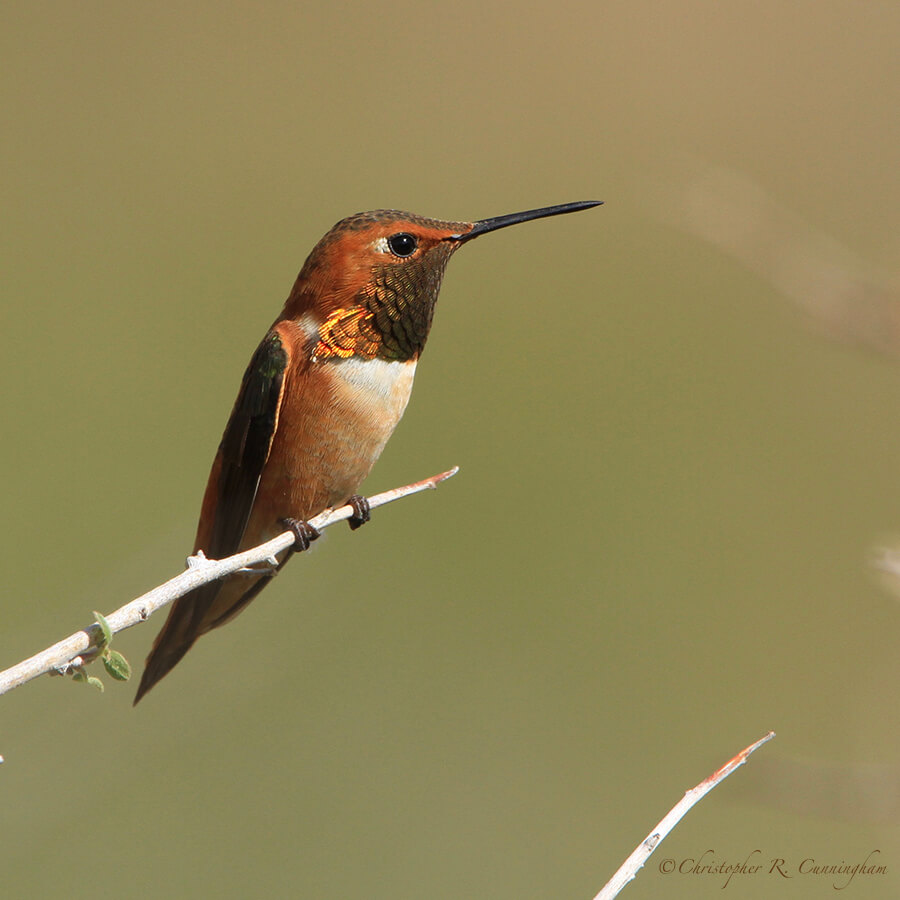 Male Rufous Hummingbird, Franklin Mountains State Park, West Texas