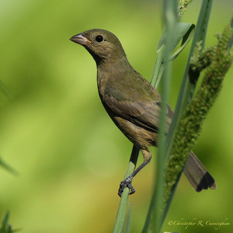 Female Painted Bunting, Elm Lake, Brazos Bend State Park, Texas