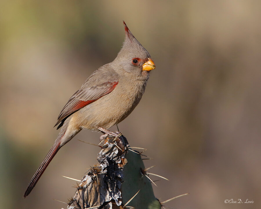 Pyrrhuloxia on Prickly Pear, Chihuahuan Desert, near Portal, Arizona