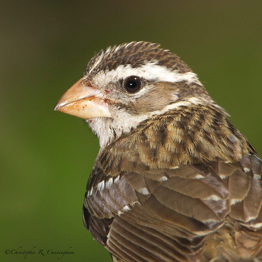 Portrait: Female Rose-breasted Grosbeak, Lafitte's Cove, Galveston Island, Texas