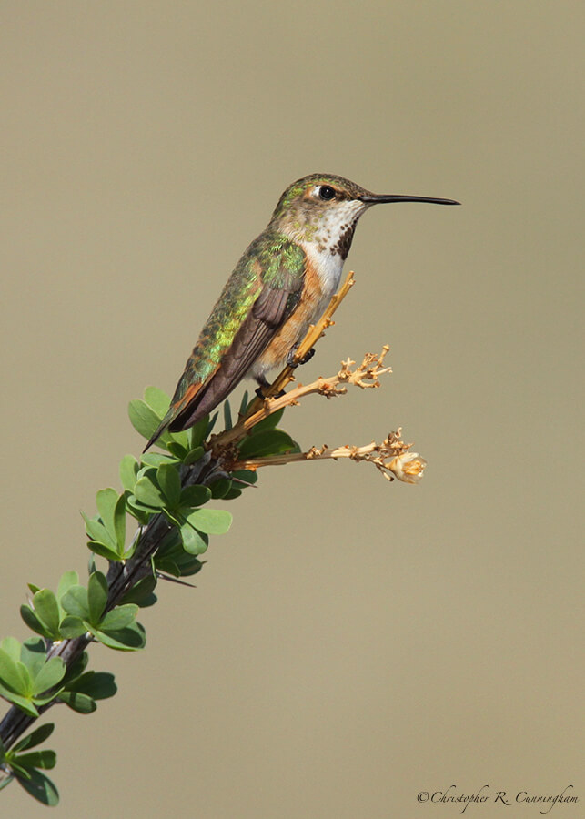 Rufous Hummingbird, Franklin Mountains State Park, West Texas