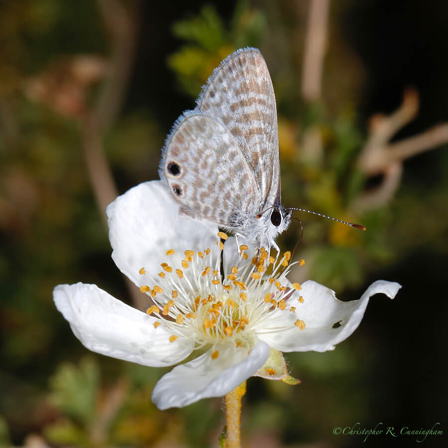 Apache plume with butterfly, Cave Creek Canyon, Arizona