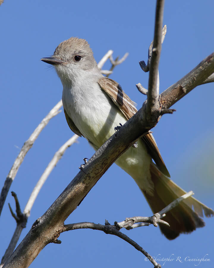 Ash-throated Flycatcher, Portal, Arizona