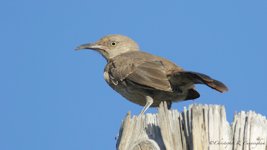 Bendire's Thrasher, Portal, Arizona