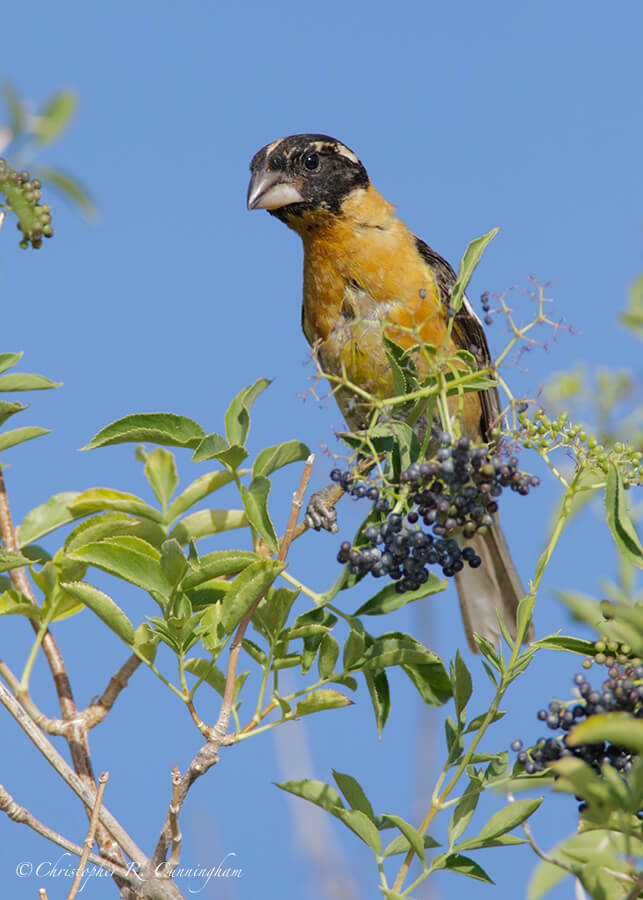 Black-headed Grosbeak, Portal, Arizona