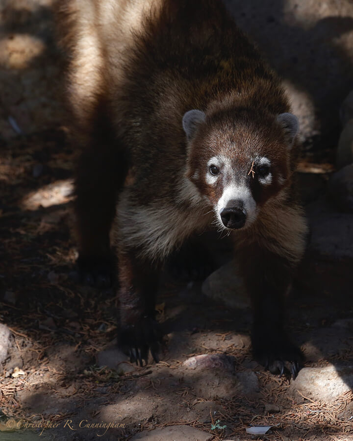 White-nosed Coati (Nasua narica), Portal Arizona