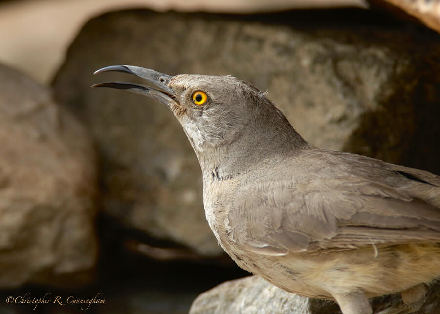 Young Curve-billed Thrasher, Franklin Mountains State Park, West Texas